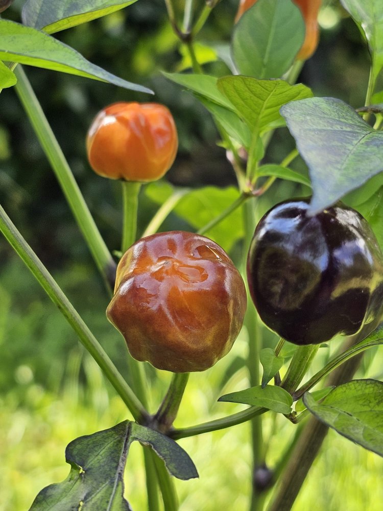 WhatsApp Image 2024-07-04 at 18.37.24_2aadfd32.jpg