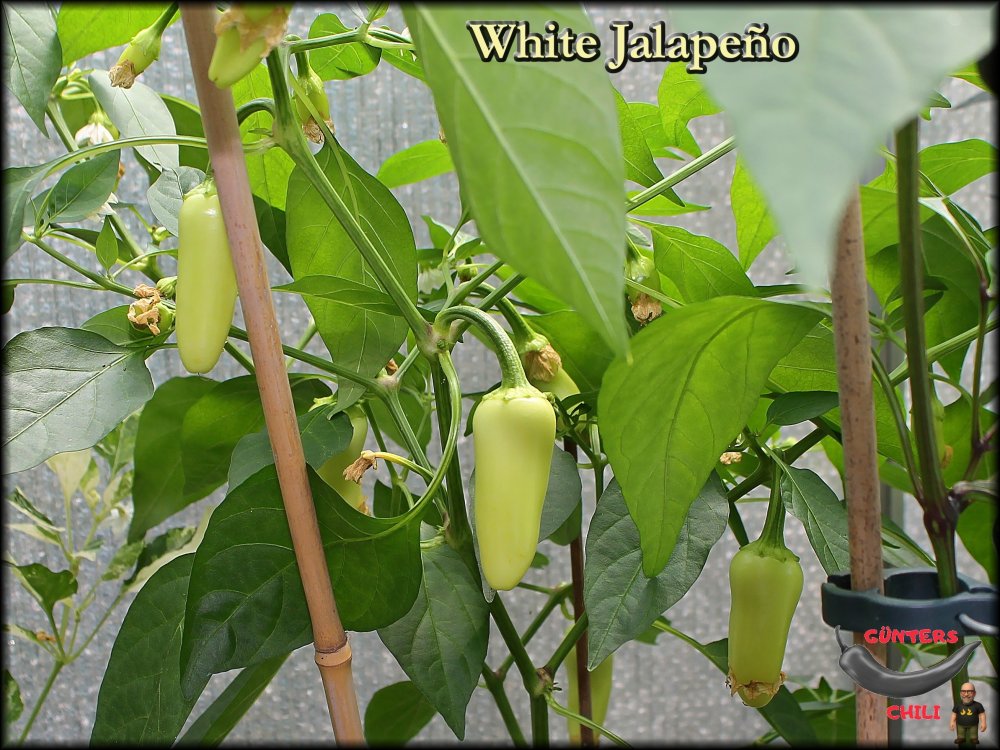 White Jalapeño_12072025_.jpg