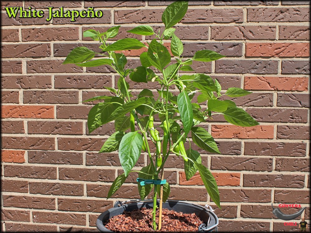 White Jalapeño_19062025_.jpg