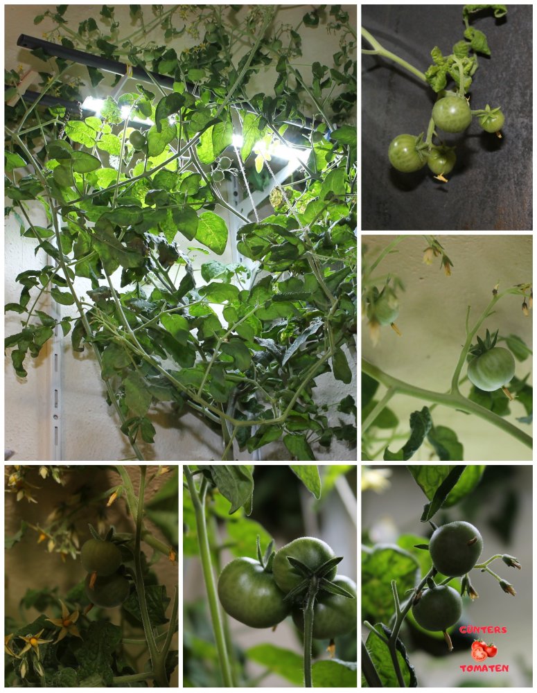 Wintertomate April 2026.jpg