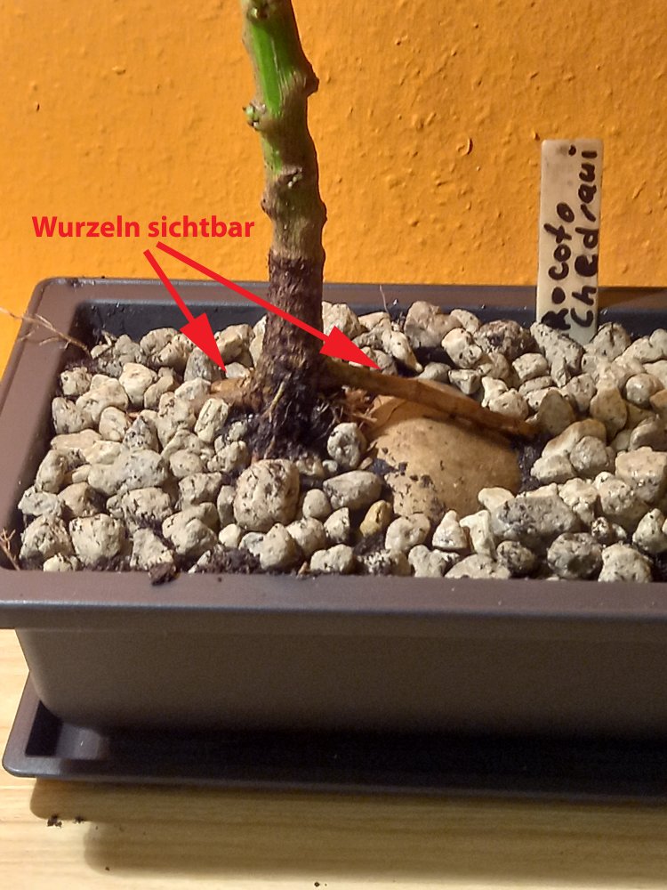 wurzel sichtbar Chedraui_bearbeitet-1.jpg