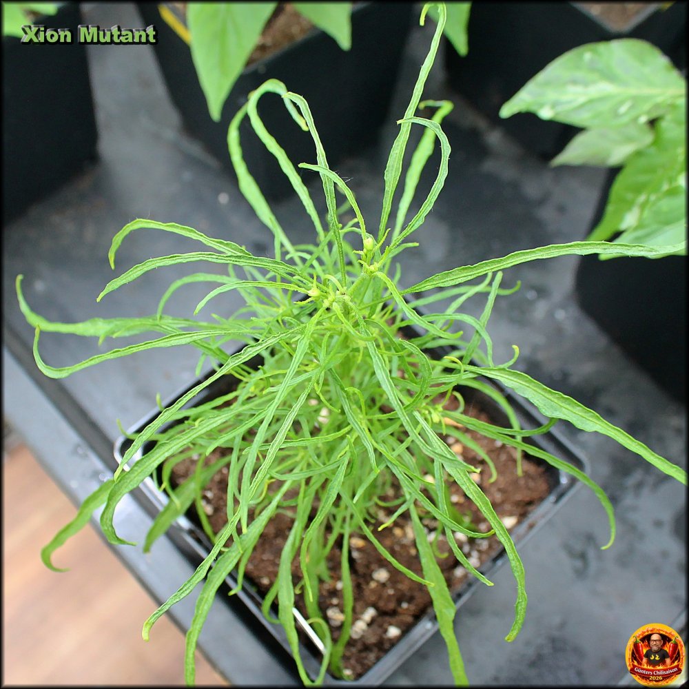 Xion Mutant 03052026_.jpg