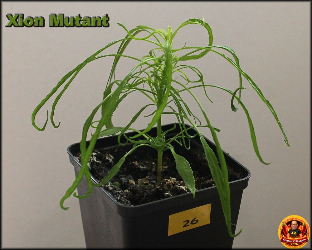 Xion Mutant 29032026_.jpg