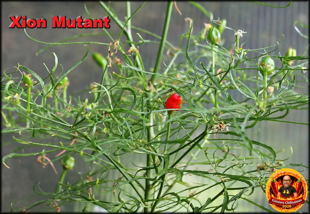 Xion Mutant beere 14072026_.webp