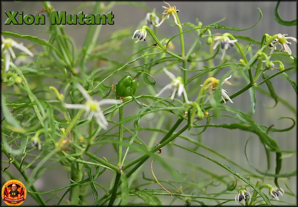 Xion Mutant Beere_.webp