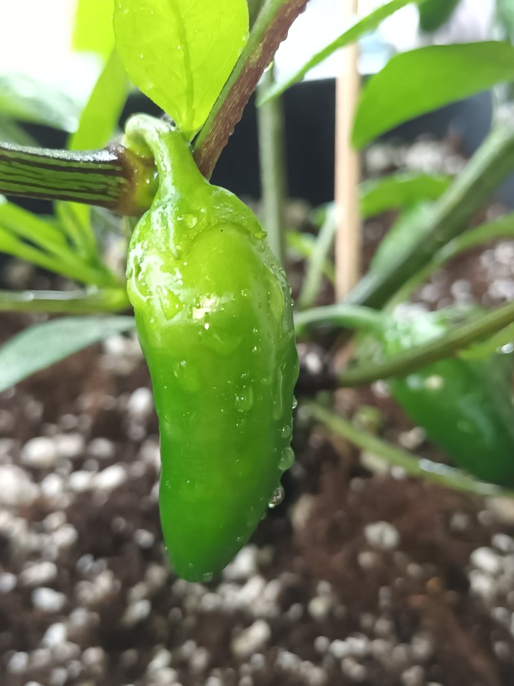 Yve F4 20230407_110032.jpg