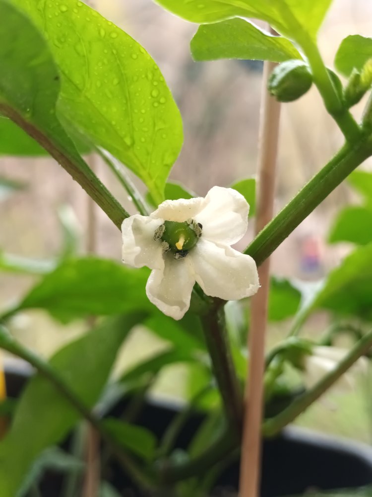 Yve F4 20230407_110105.jpg