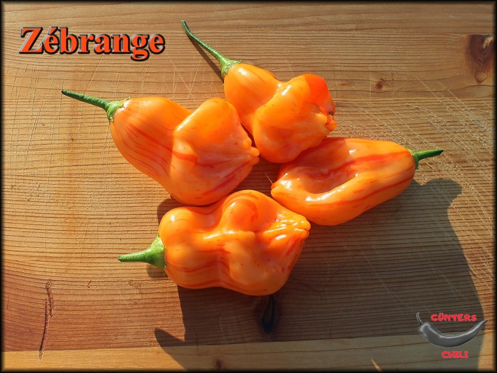 Zebrange_23082023_.jpg