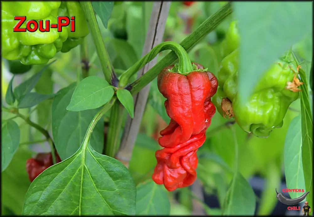 Zou-Pi 26072026_.webp