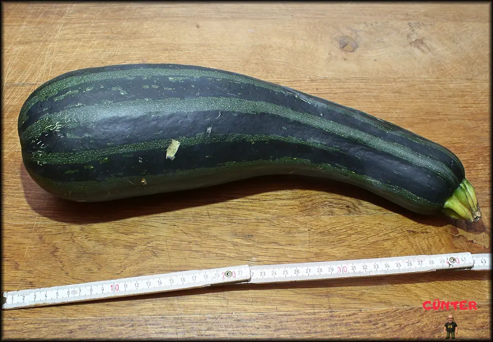 Zucchini 26082026_.webp