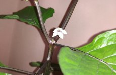 IMG_20200402_115116.jpg