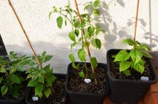 DSC_0607.JPG DSC_0607.JPG