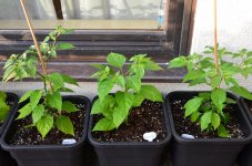 DSC_0608.JPG DSC_0608.JPG