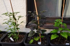 DSC_0609.JPG DSC_0609.JPG