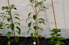 DSC_0610.JPG DSC_0610.JPG