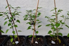 DSC_0611.JPG DSC_0611.JPG