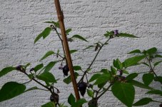 DSC_0612.JPG DSC_0612.JPG