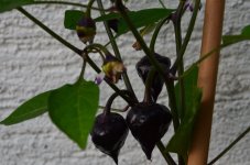 DSC_0613.JPG DSC_0613.JPG