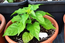 DSC_0616.JPG DSC_0616.JPG