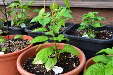 DSC_0617.JPG DSC_0617.JPG