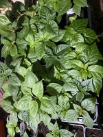 629C67BA-BB2C-47D3-BDEB-E76CF8388E68.jpeg 629C67BA-BB2C-47D3-BDEB-E76CF8388E68.jpeg