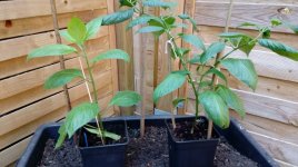 CAP 1272 & Gelber Riese.jpg