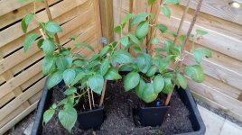 Pico Mucho & 5 Junction.jpg