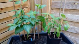 Roter Riese & Manzano Michoacan.jpg