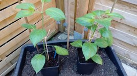 Vasco H3 & Cuzco Orange.jpg