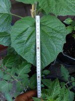 20220611_080020.jpg 20220611_080020.jpg