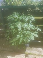 20220703_163310.jpg 20220703_163310.jpg