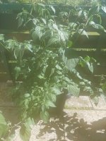 20220703_163358.jpg 20220703_163358.jpg