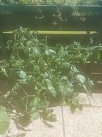 20220703_163454.jpg 20220703_163454.jpg