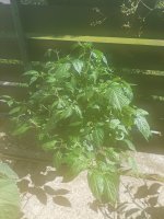 20220703_163617.jpg 20220703_163617.jpg