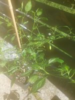 20220703_164311.jpg 20220703_164311.jpg