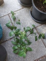 20220712_094133.jpg 20220712_094133.jpg