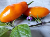 IMG_20220907_103831-min.jpg IMG_20220907_103831-min.jpg