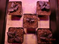 CIMG0068.jpg CIMG0068.jpg