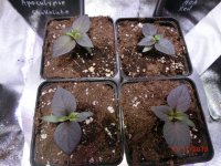 CIMG0053.jpg CIMG0053.jpg