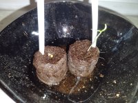 IMG_20230127_202116.jpg IMG_20230127_202116.jpg