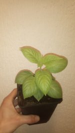 IMG_20230226_081846_8.jpg