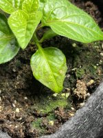 IMG_6155.jpeg