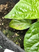 IMG_6157.jpeg