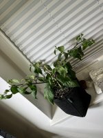 IMG_6712.jpeg