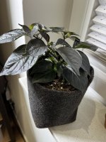 IMG_6710.jpeg