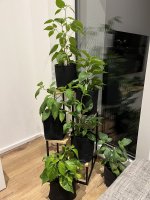 IMG_6718.jpeg