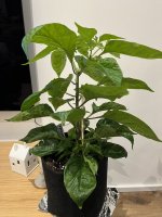 IMG_6741.jpeg