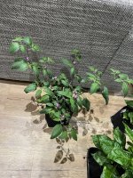 IMG_6745.jpeg