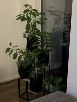 IMG_6747.jpeg
