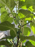 IMG_6839.JPEG